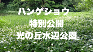 「ハンゲショウ特別公開」光の丘水辺公園 6/26（金）まで