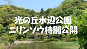 YRP内 光の丘水辺公園で「ニリンソウ特別公開」