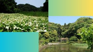 YRP内 光の丘水辺公園で「ハンゲショウ特別公開」